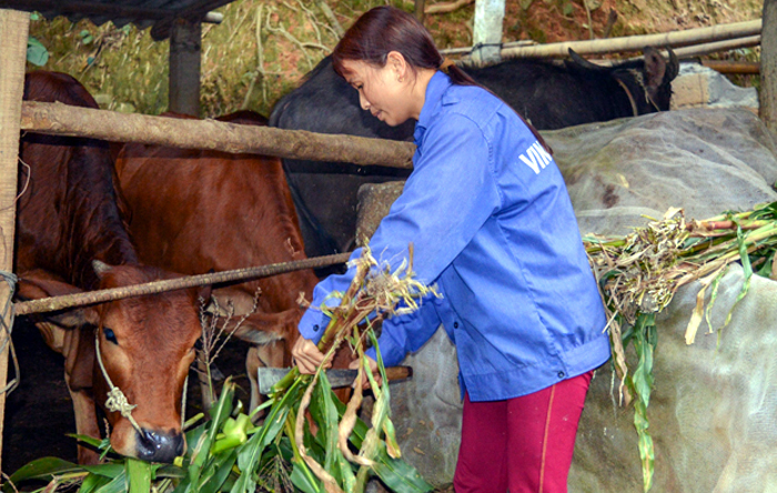 Nông dân xã Sơn Lương, huyện Văn Chấn tập trung chăn nuôi trâu, bò.
